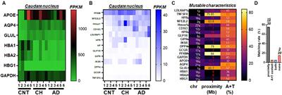 Reduced GLP-1R availability in the caudate nucleus with Alzheimer’s disease